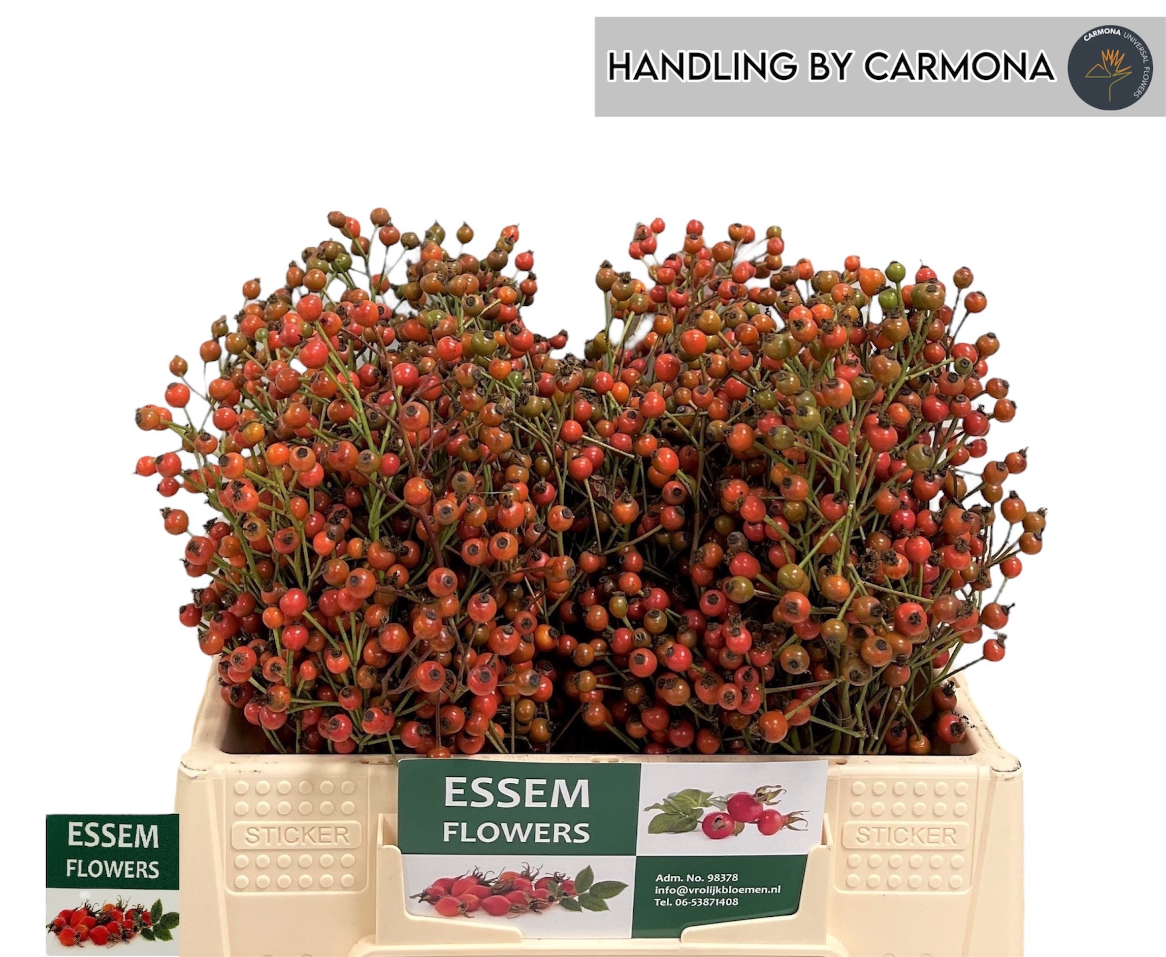 Рузботель Пленти 35, шт. Рузботель Пленти 35, шт.