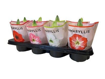 Amaryllis 14 cm pot 1 steel Mixed + Hoes 4srt, D 14 cm