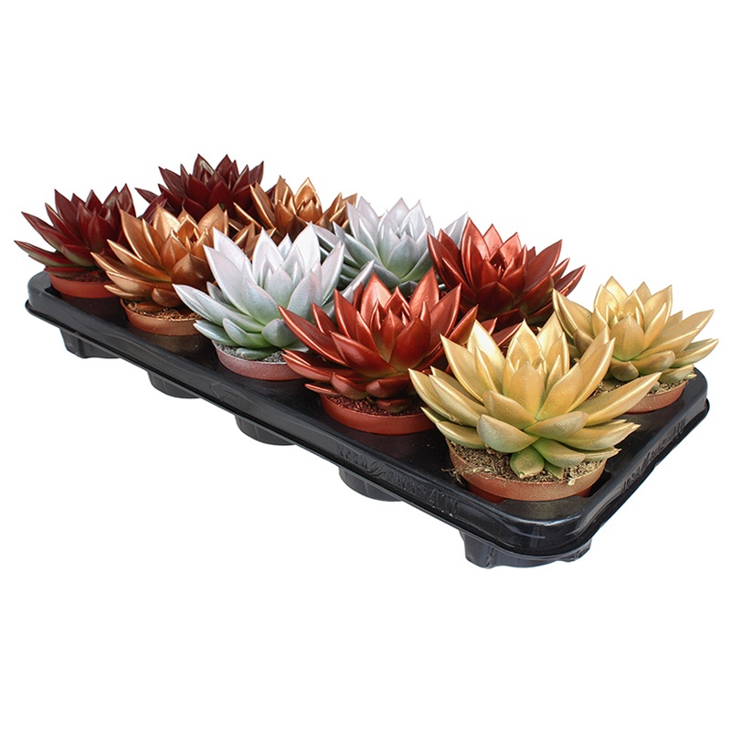 Miranda coloured Xmas mix metal free, D 10,5