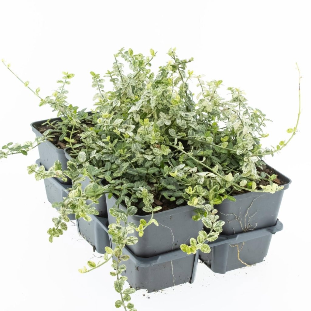 Euonymus fort. 'Silverstone', D 9