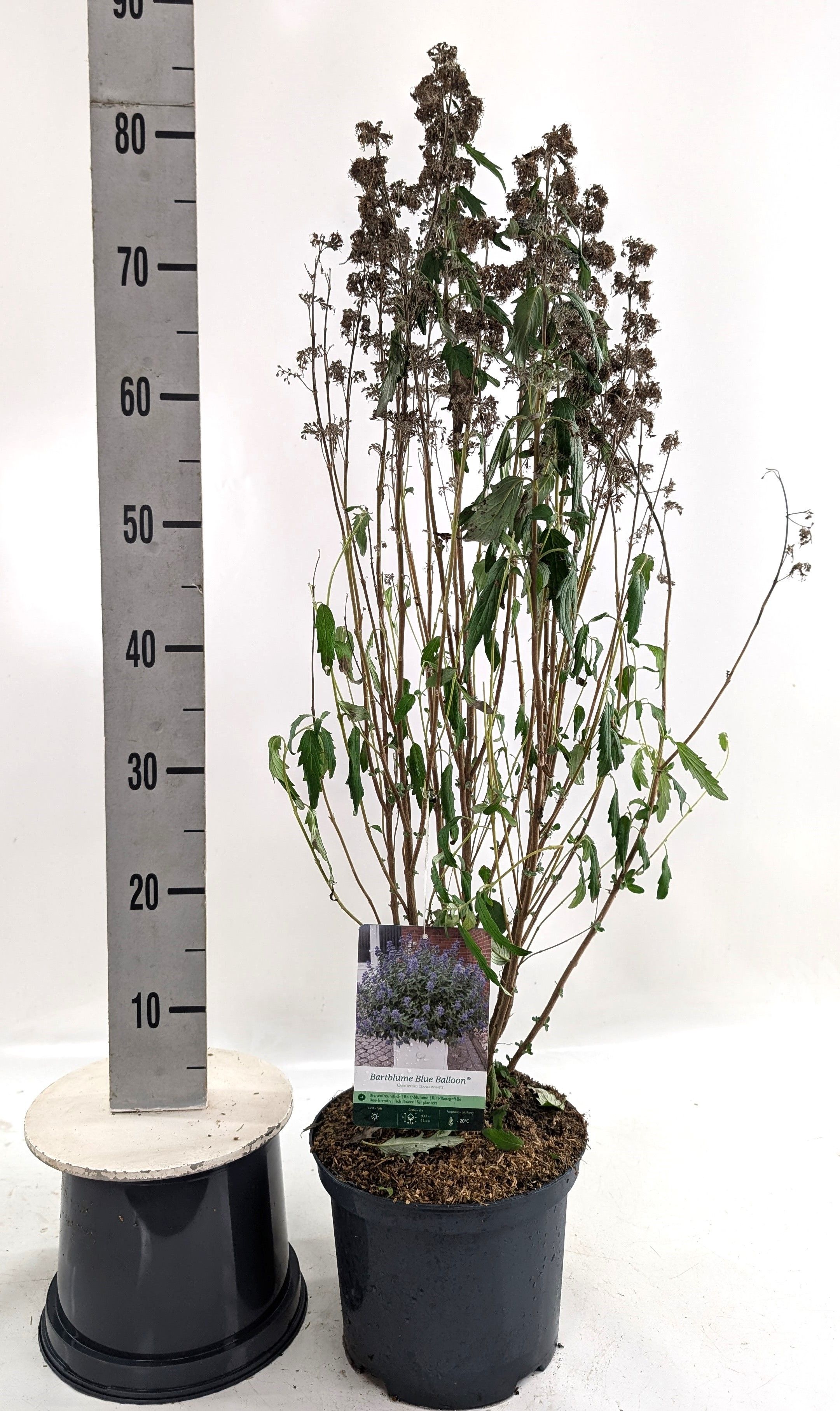 Caryopteris clan. 'Blue Balloon' -R-, D 23