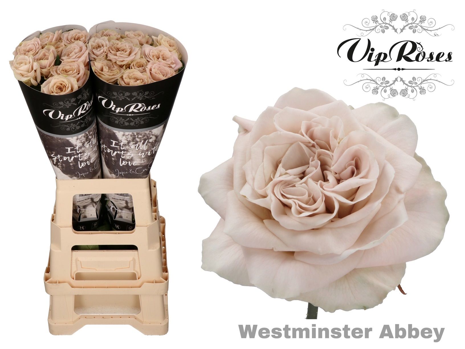 Роза од. Вестминстер Эбби 70, шт.