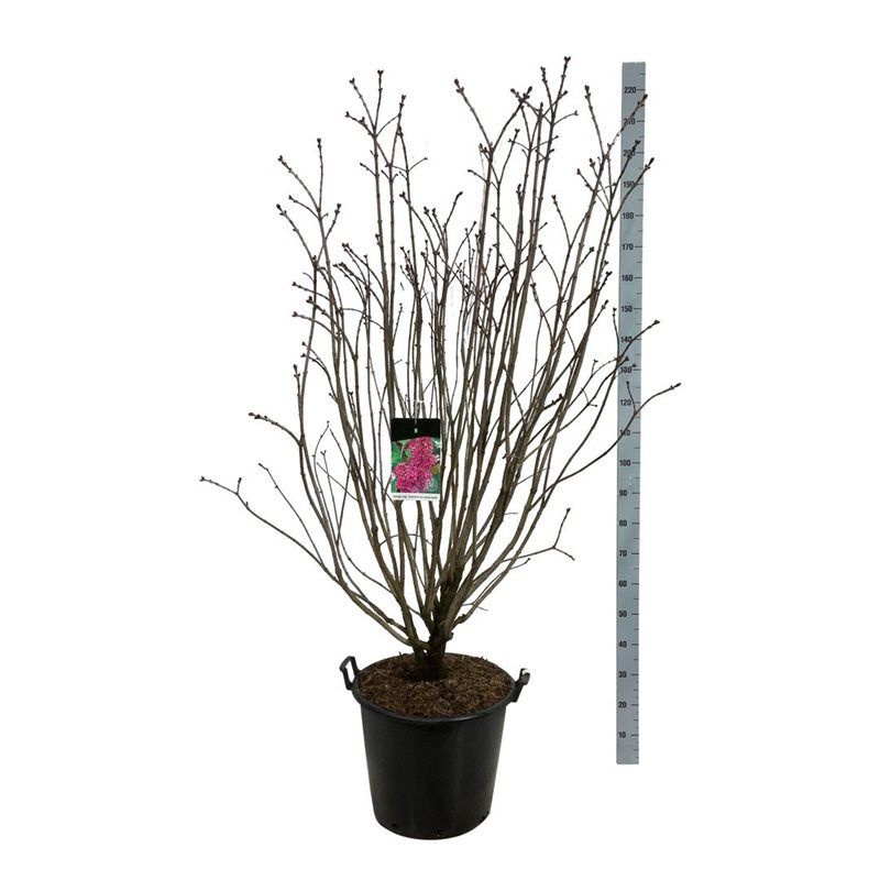 Syringa v. 'And. an Ludwig Späth', D 50