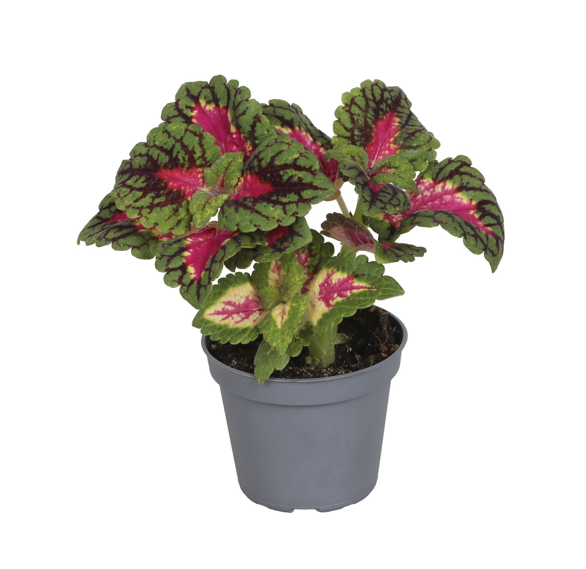 Coleus Spacecake� 6 cm, D 6