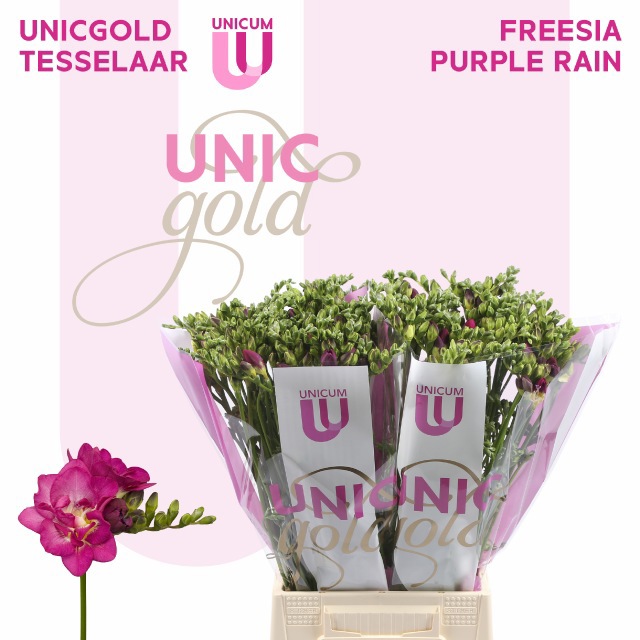 Фрезия дв. Перпл Рэйн 50, шт. Фрезия дв. Перпл Рэйн 50, шт.