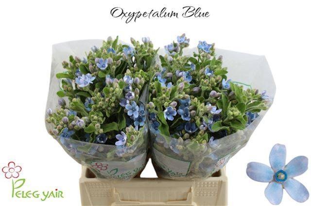 Оксипеталум Таниока Пьюр Блю 40 (голуб.), шт.