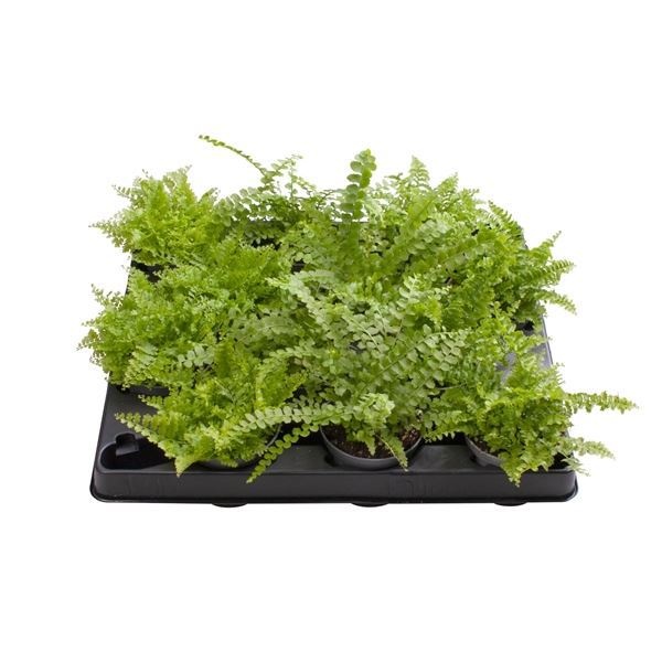 Nephrolepis Exaltata Mix7,5 cm, D 6 cm