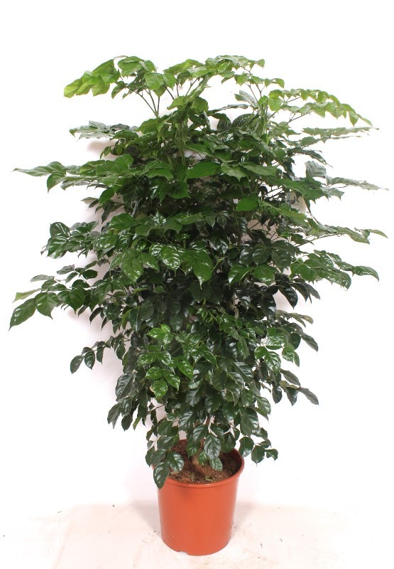 Radermachera hainanensis, D 30 cm Radermachera hainanensis, D 30 cm