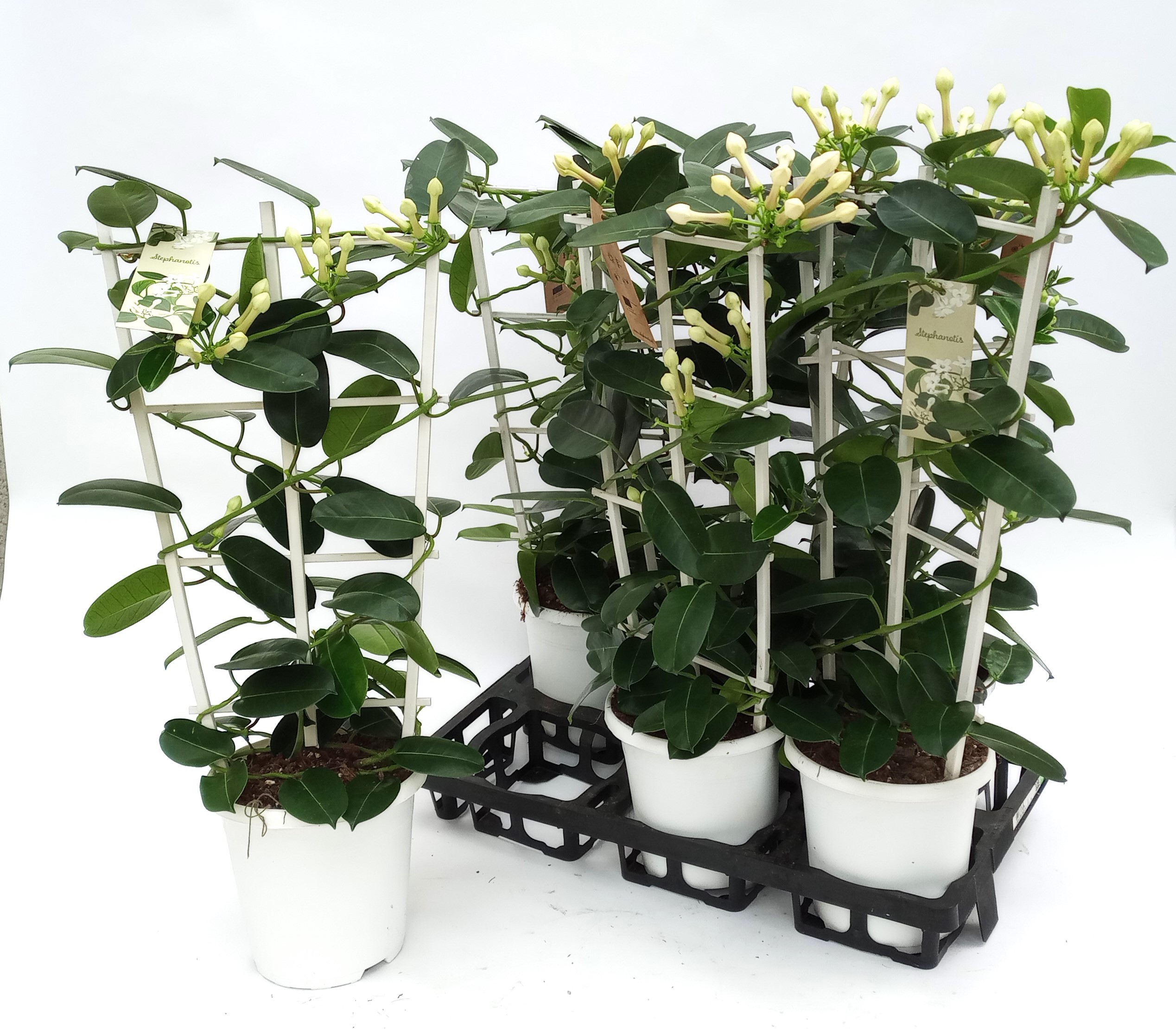 Stephanotis Grande 17cm 2-3, D 17