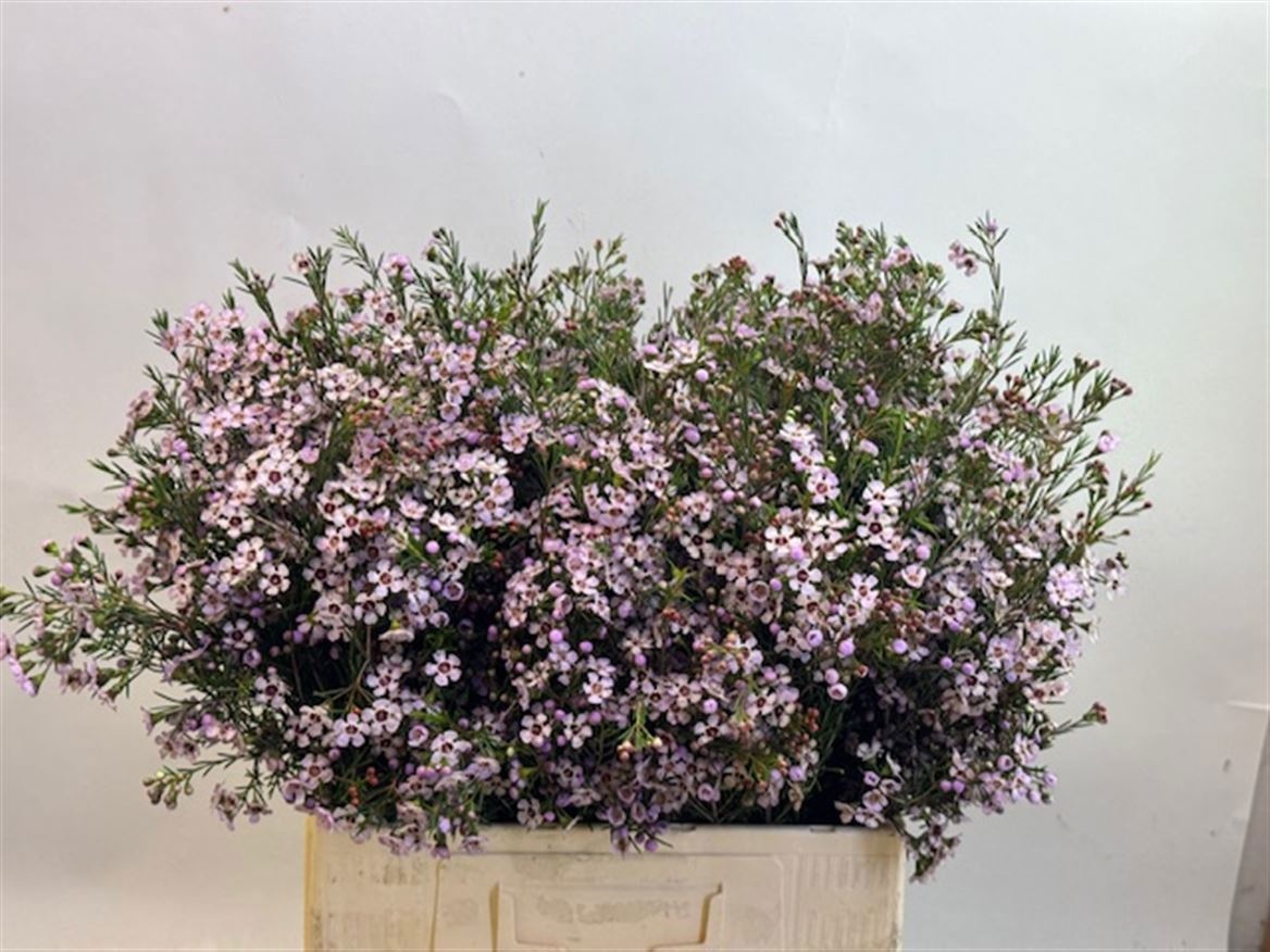 Шамелациум Пинк Дрим 60, шт.