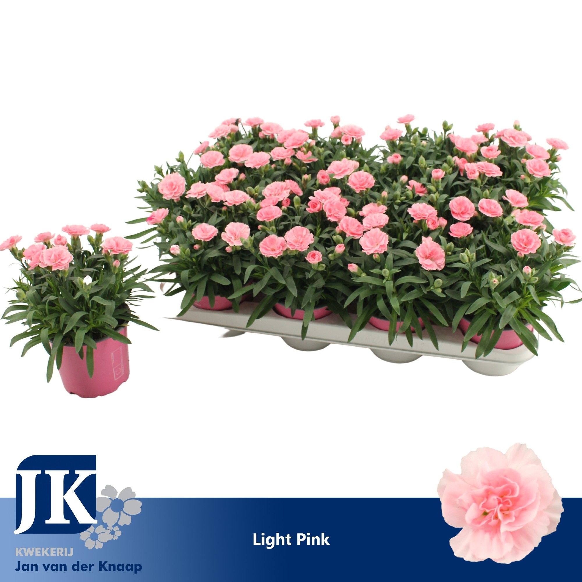 Dianthus P12 Light Pink TST, D 12
