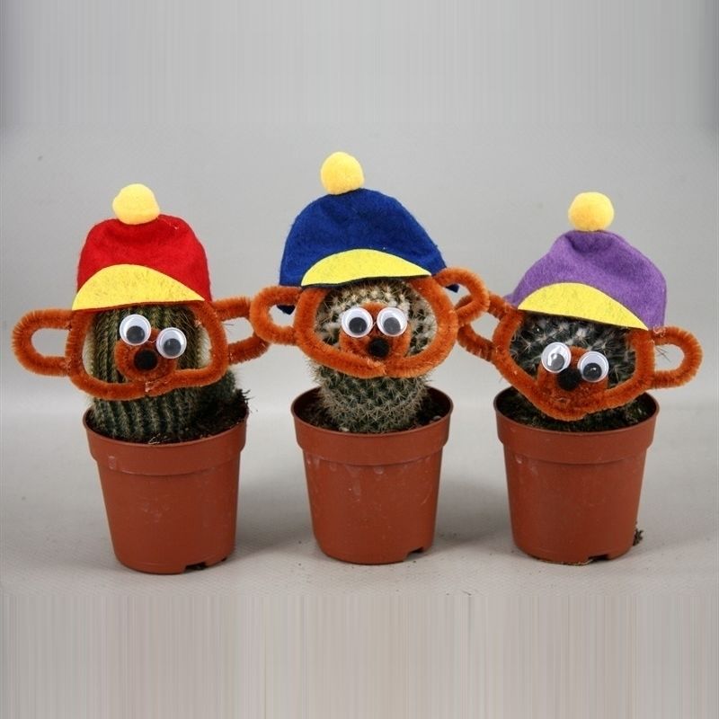 270 Cactusbeer 6,5 cm, D 6,5