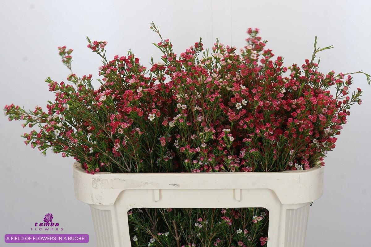 Шамелациум Май Свит Сикстин 70, шт.