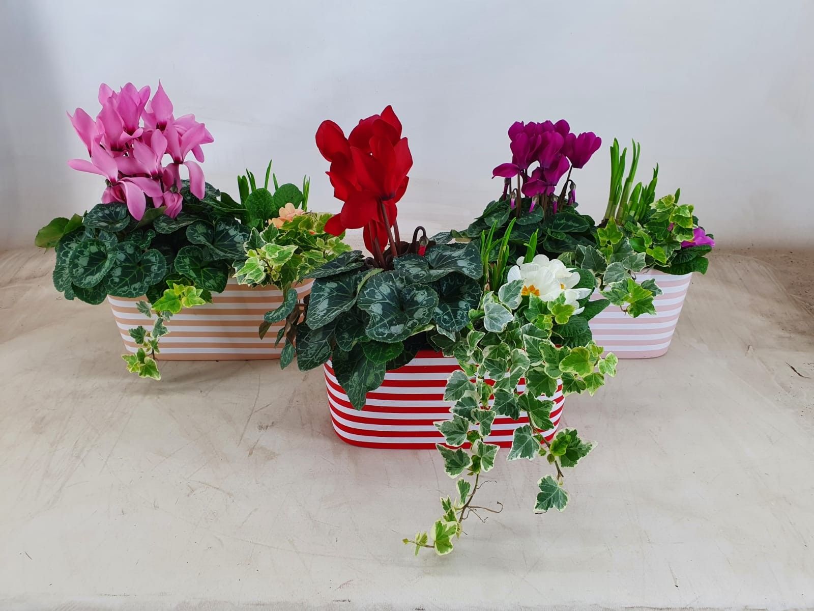 Collectie 'Soft Illusion' - Arrangement in schaal  Vibe, D 25