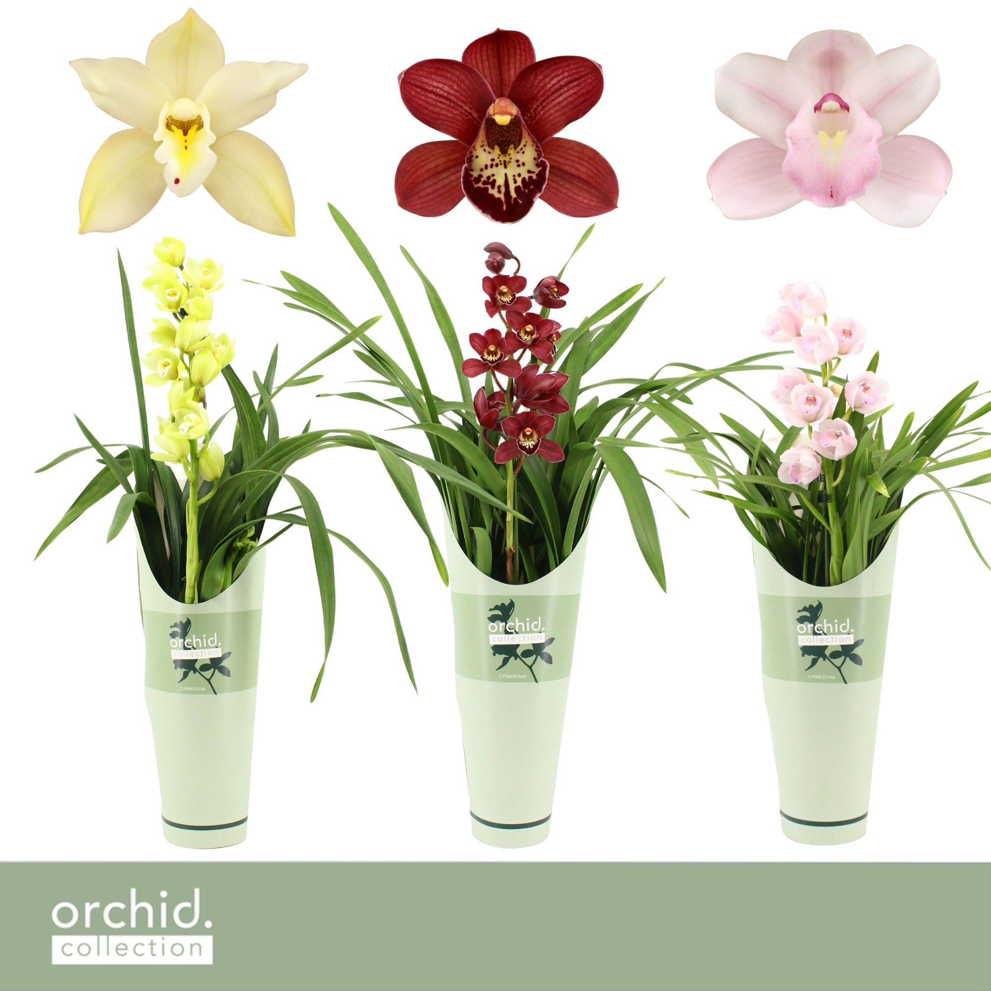 Cymbidium, Mix 1-spike P14 'Orchid Collection' Potcover, D 14 cm