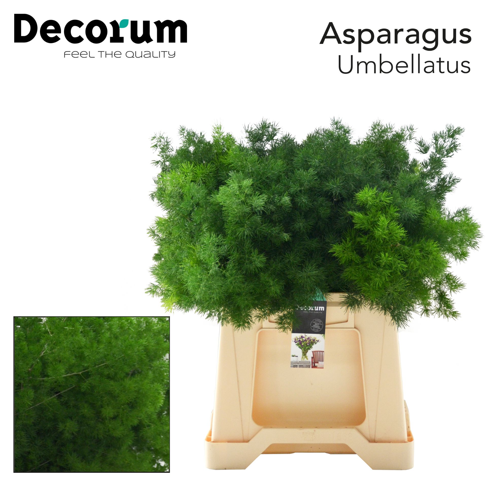 Аспарагус Умбелатус 40, шт.