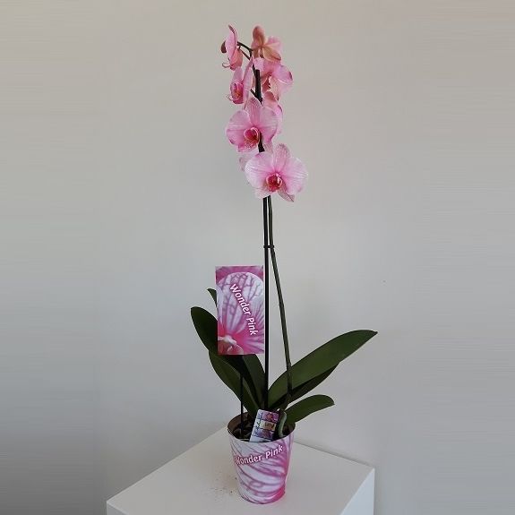 Wonder Pink 1 tak, D 12 cm