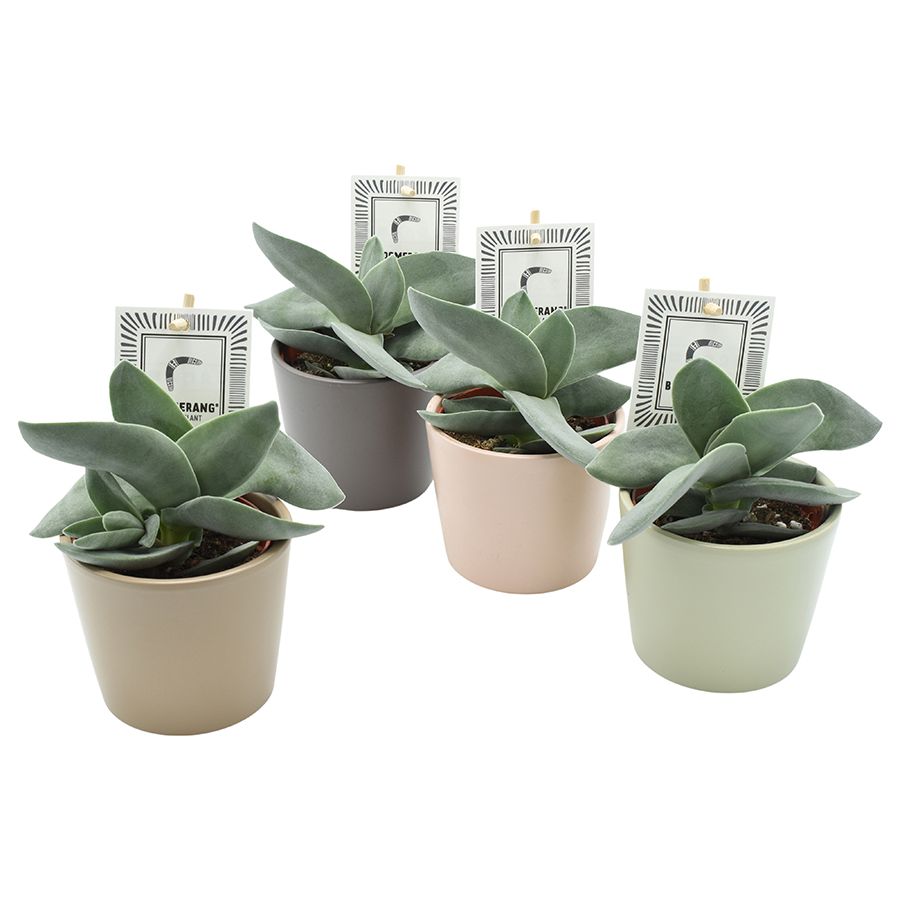 BOOMERANG® in Alina Amigo mix ceramics, D 10