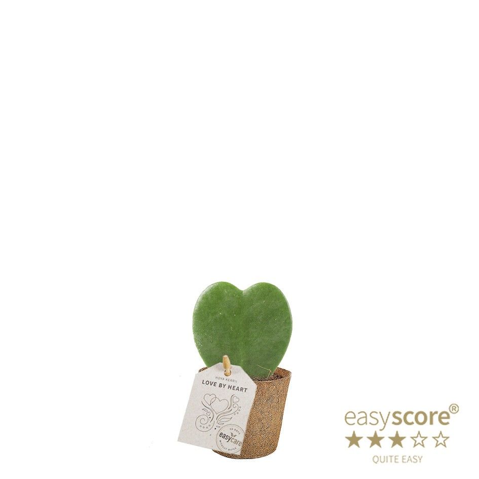 Hoya kerrii ´Single` - COCOZ, D 6 cm