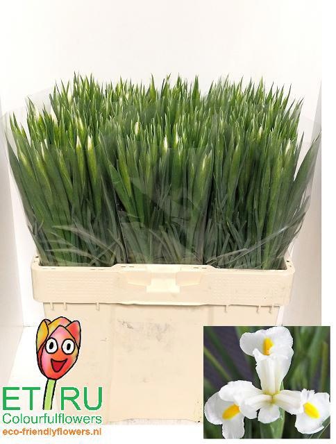 Ирис Вайт Мэджик, шт.