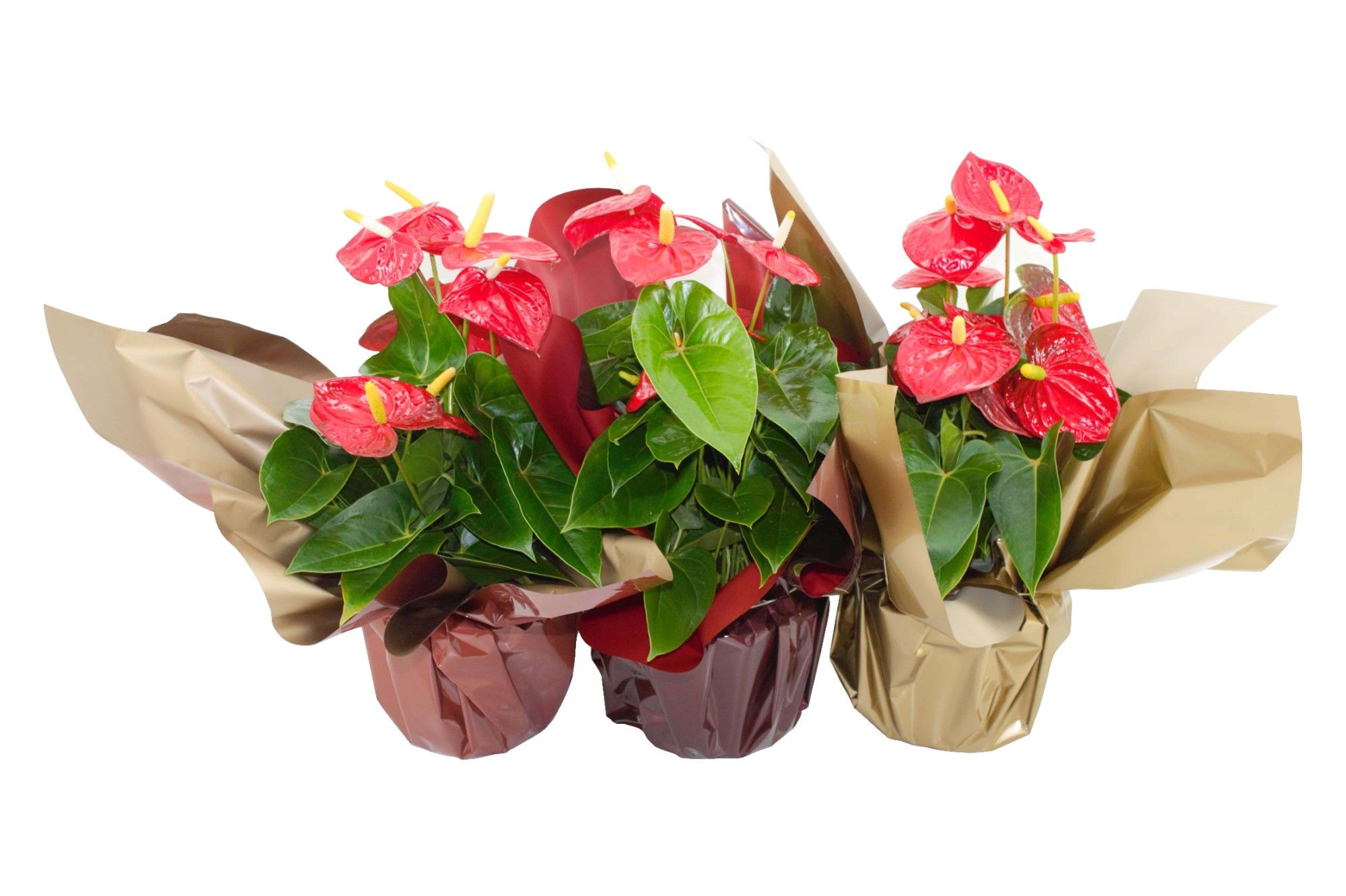 Anthurium XL.10 Mauii Red 17cm met metallic rondello, D 17