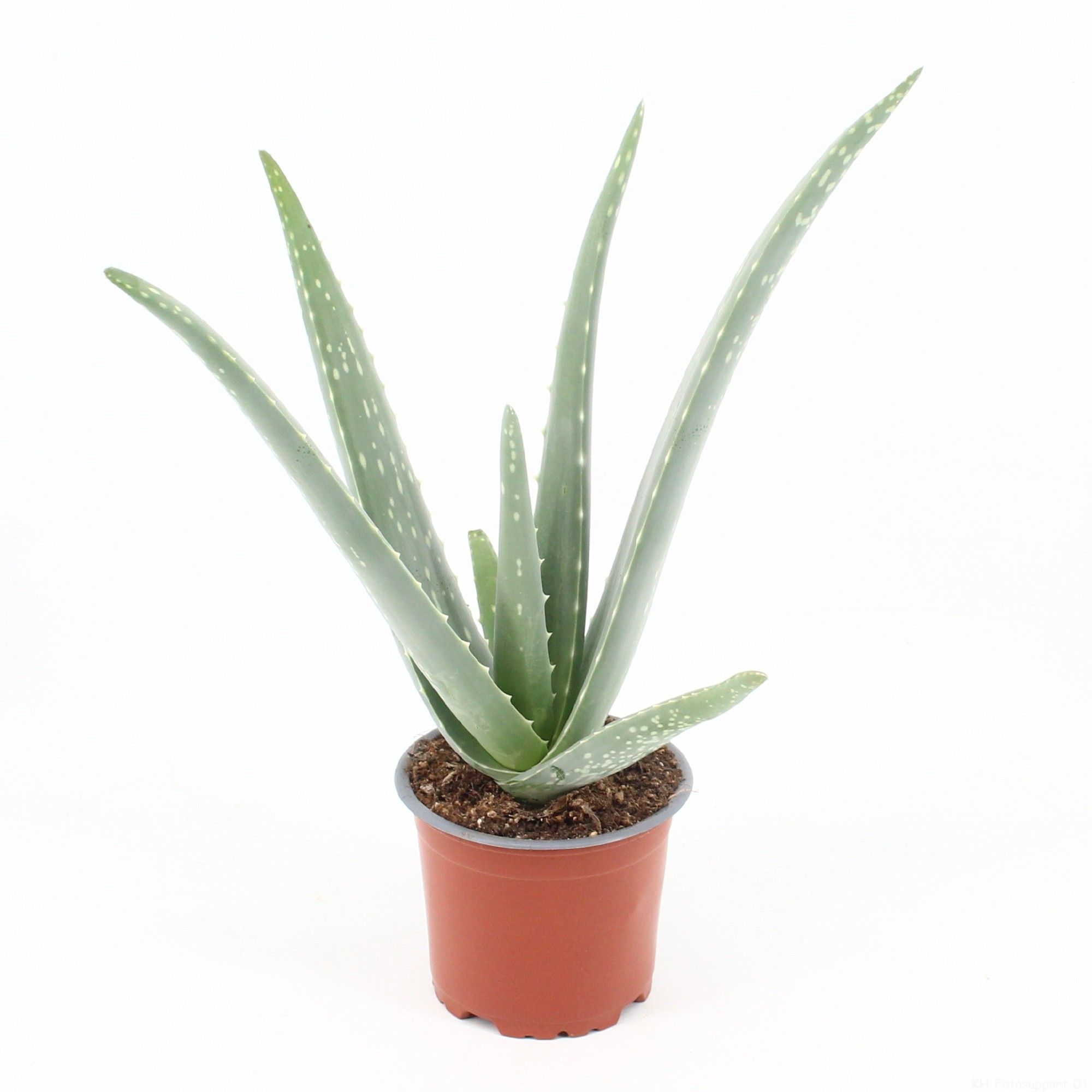 Aloe Vera P10,5 zonder kwekersetiket, D 10,5