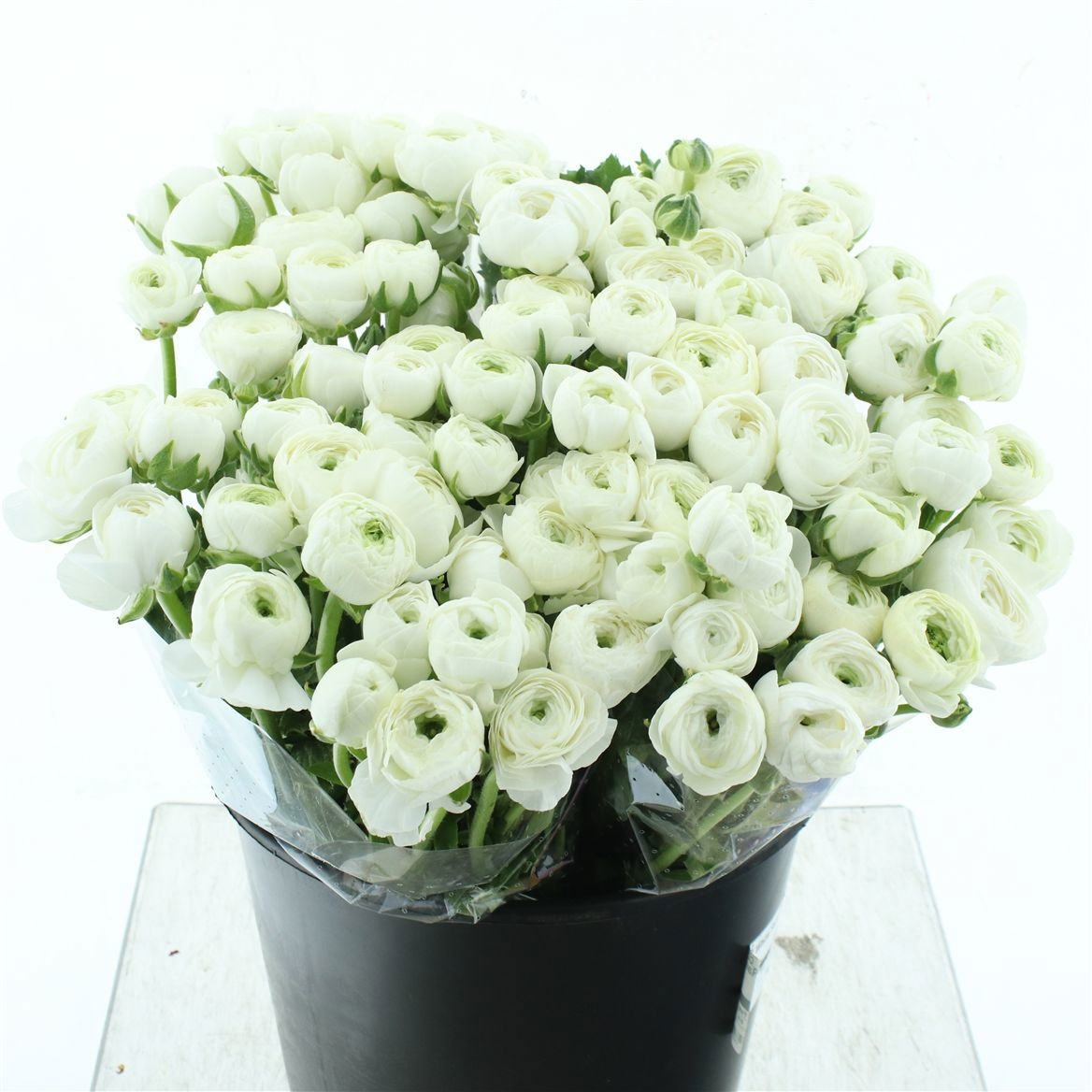 Ранункулус Элеганс Вайт 45, шт.