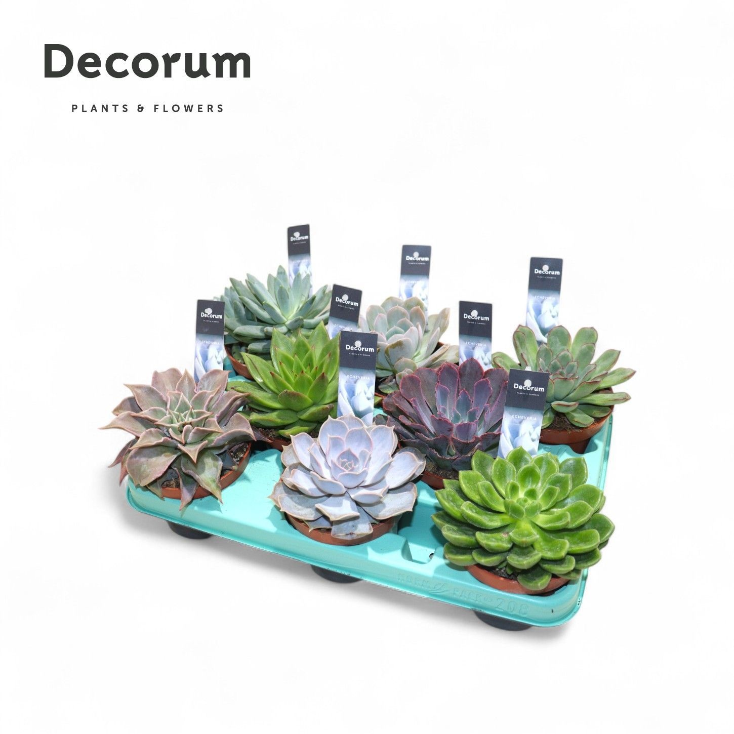 Echeveria Mix (8spc.) (decorum), D 10,5