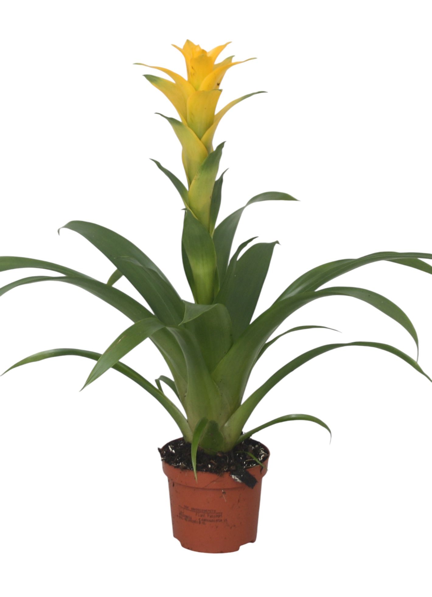 Guzmania 'Desire', D 9
