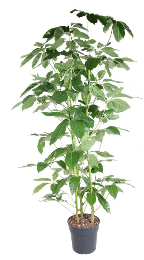 Schefflera Amata 3PP P31, D 31