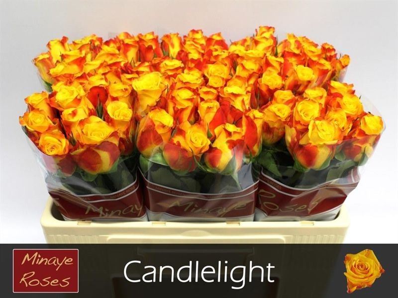 Роза од. Кэндллайт 50, шт.
