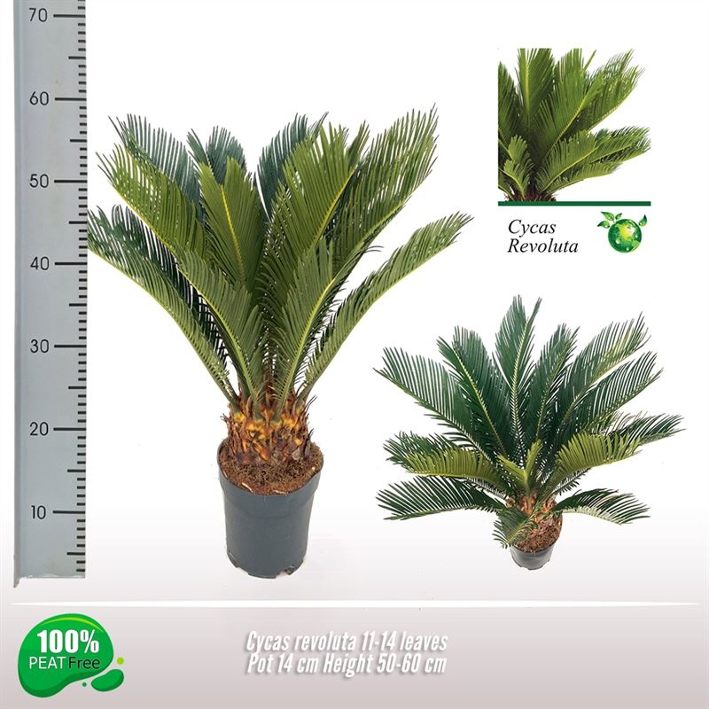 Cycas revoluta 11-14 veren, D 14
