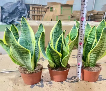 Сансевиерия лауренти 11 30 (предзаказ)