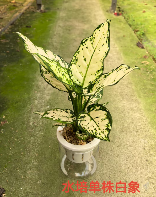 Аглаонема Гидропоник Сингл Вайт Элефант 11 28