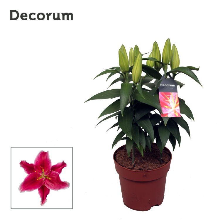 Lilium Or Starlight Express 17cm, D 17 cm