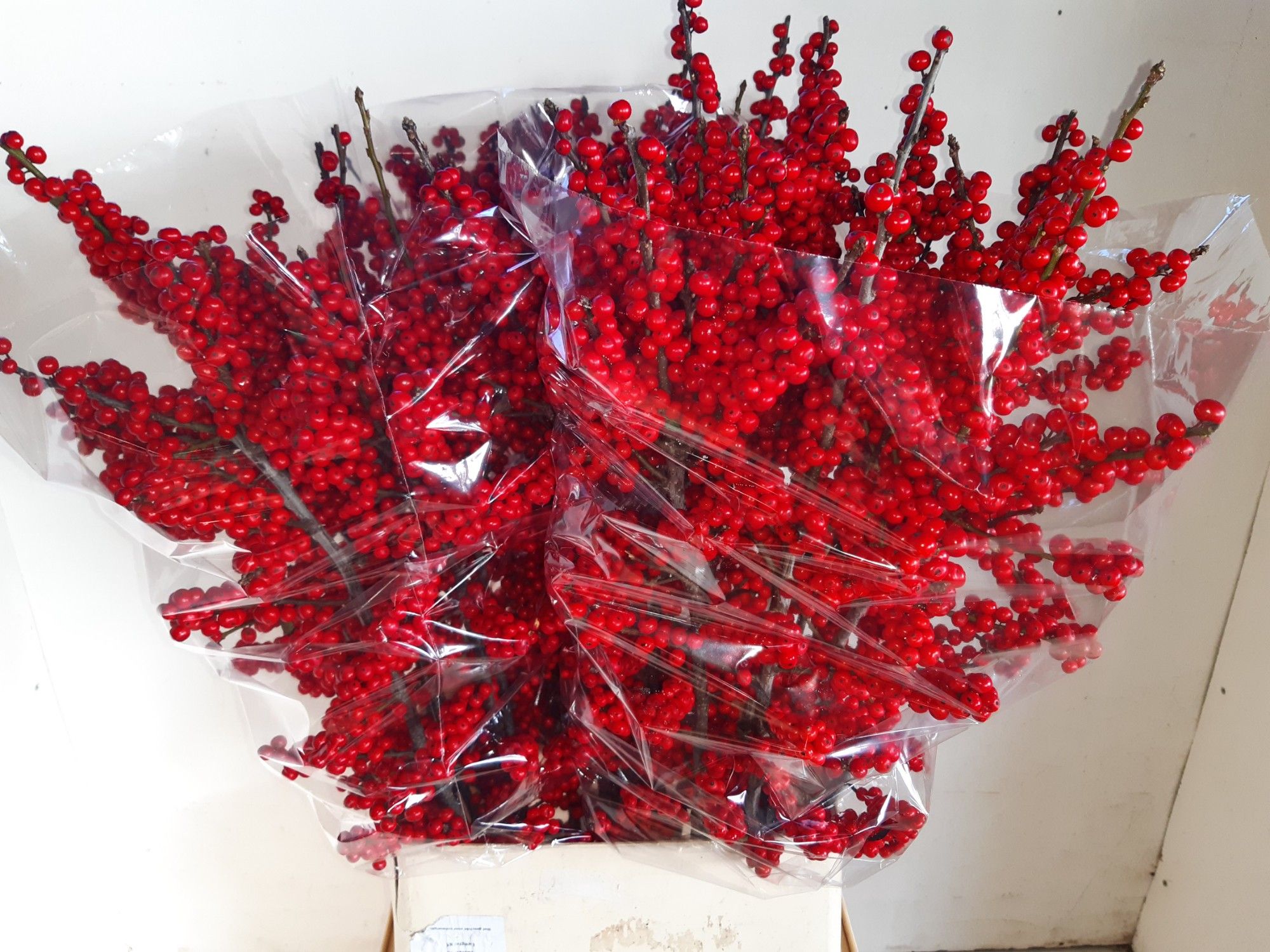 Илекс Красные ягоды 100, шт.