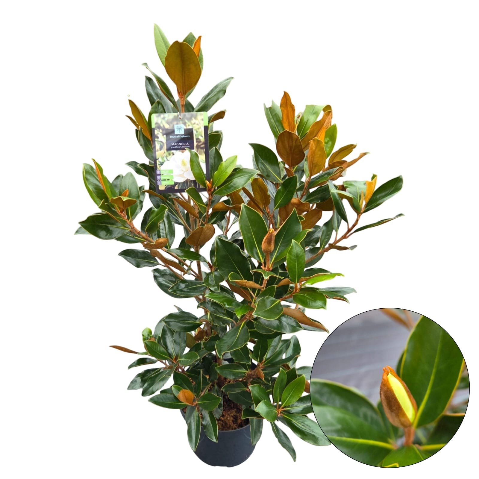 Magnolia Grandiflora 'Little Gem', D 26