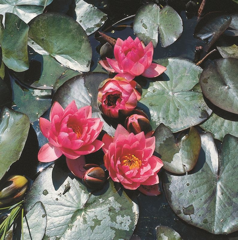 Nymphaea James Brydon, D 11