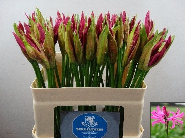 Нерине Рас Ван Рун 50, шт.