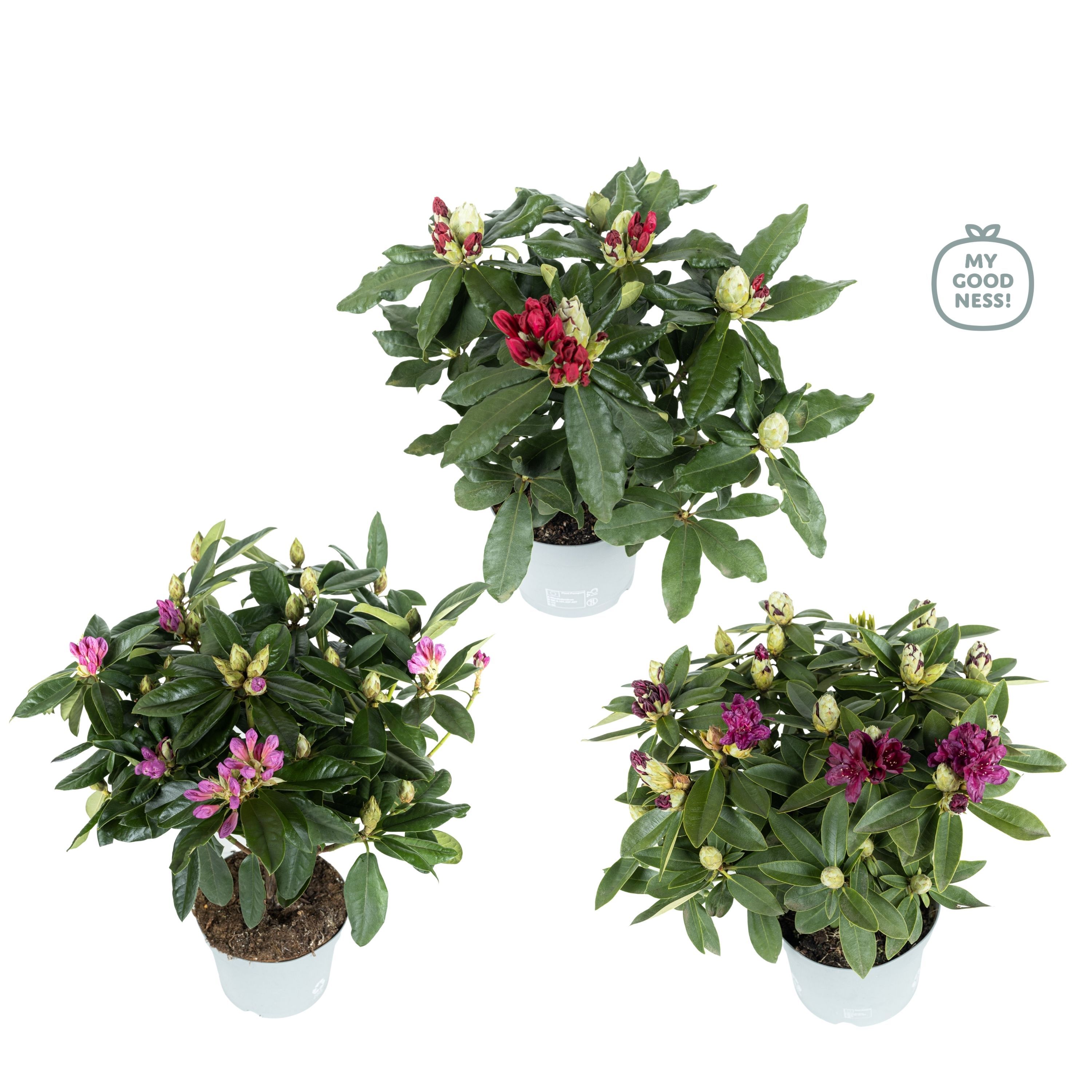 Rhododendron 40-50 /5 liter 'Mix' kleurtonend, D 23