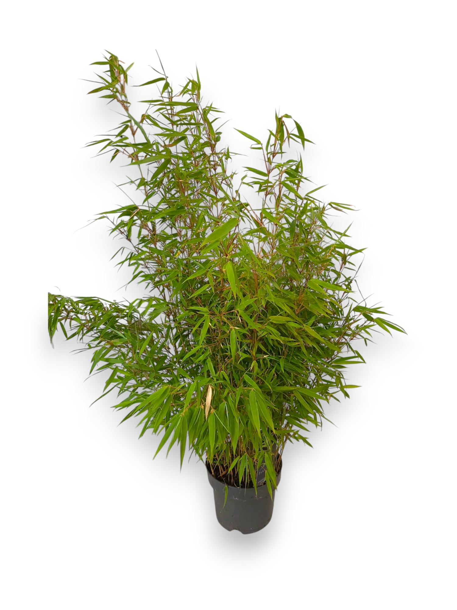 Fargesia rufa C5/P23 - Niet-woekerende Bamboe, D 23 cm