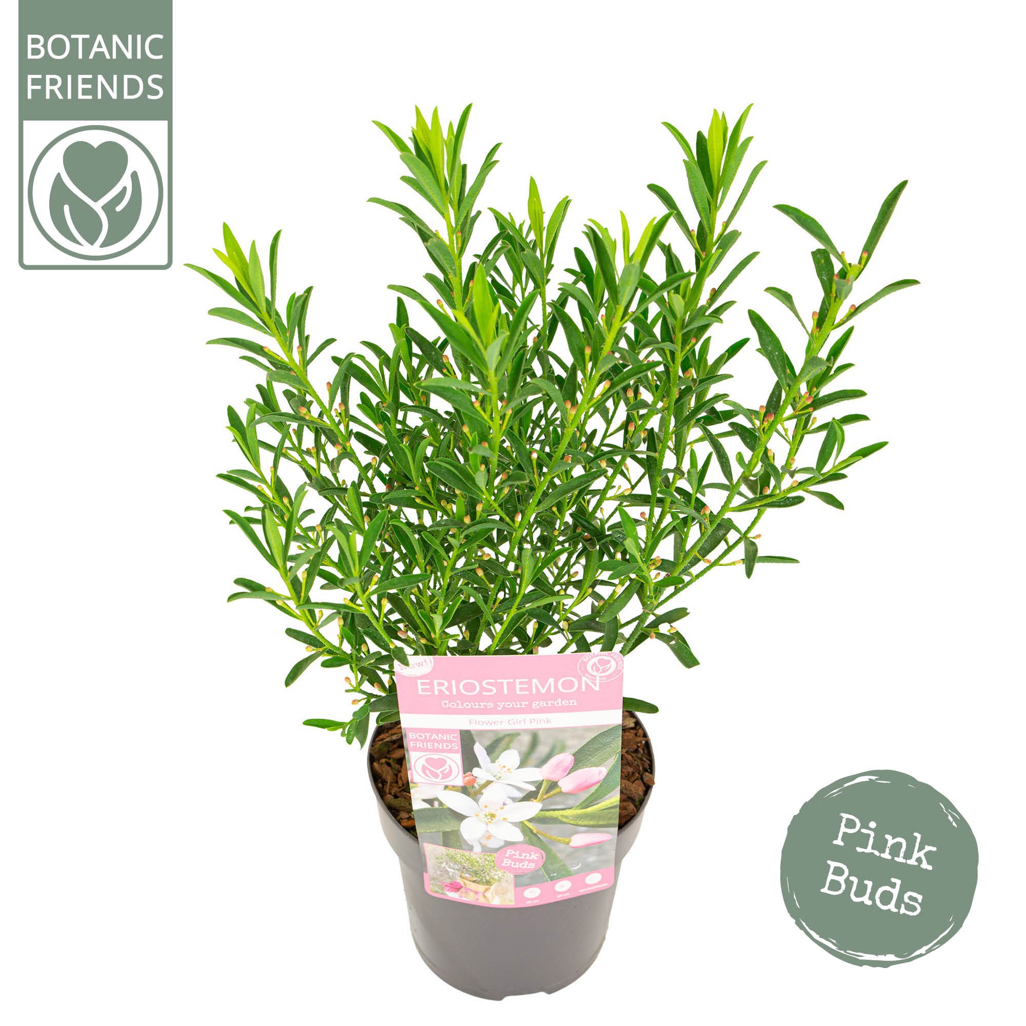 Eriostemon myoporoides 'Flower Girl Pink', D 15