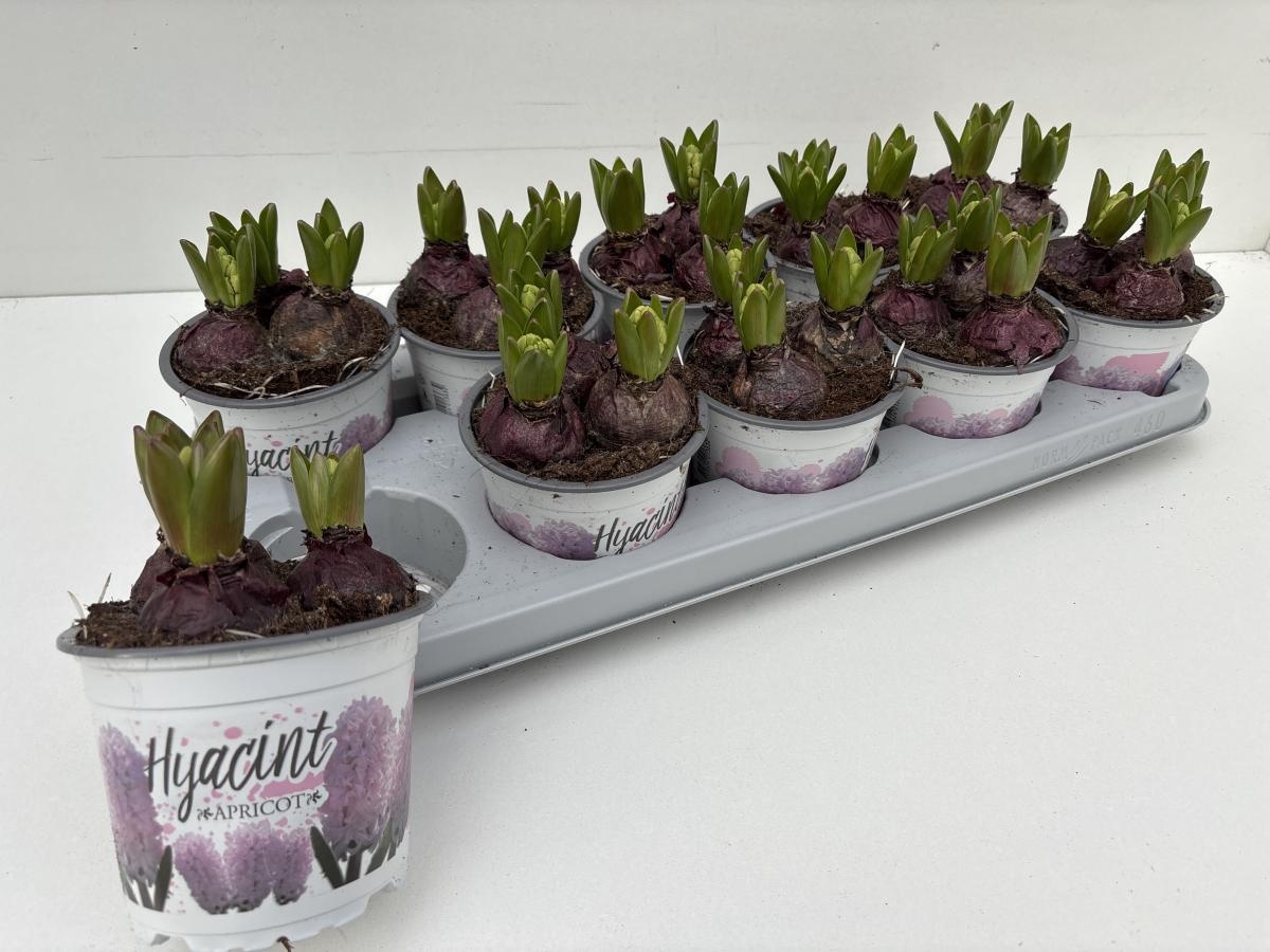 Hyacinthus orientalis 'Apricot Passion', D 12