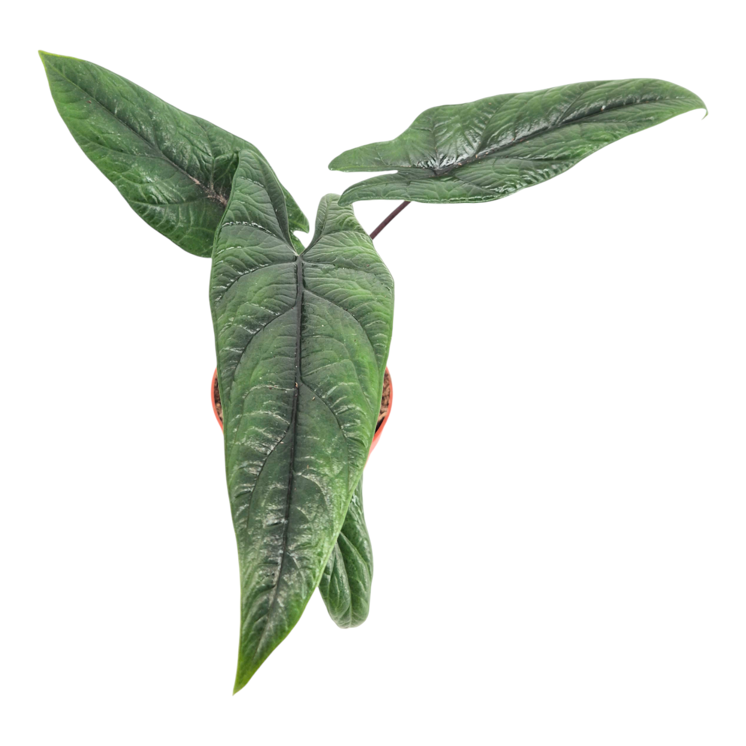 Alocasia Scalprum, D 9 cm