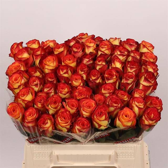 Роза од. Фаефокс 35, шт.