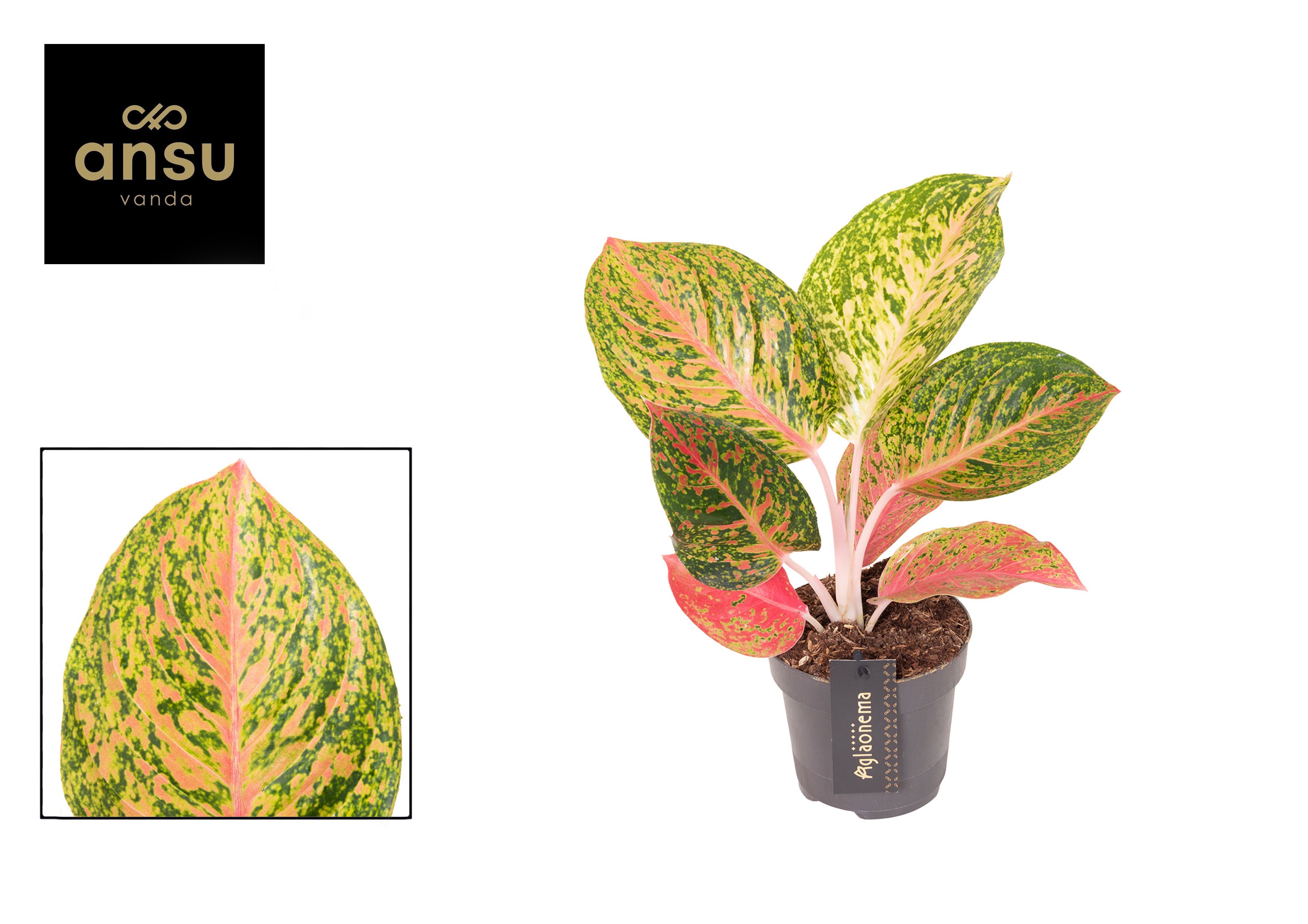 Aglaonema Grand Bouquet, D 12