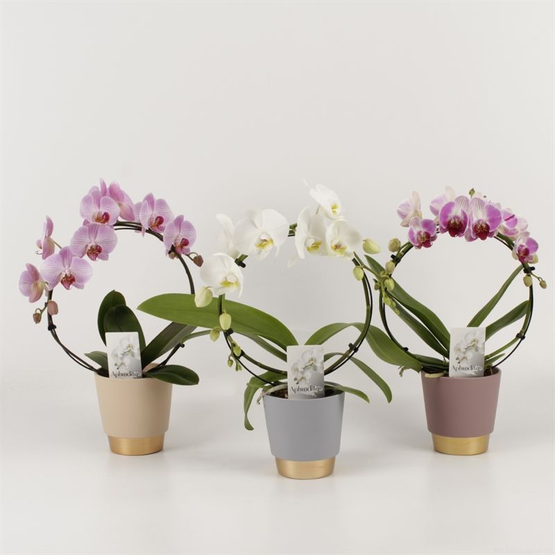 Phalaenopsis overig Rondella gemengd in Angelina keramiek, D 12 cm