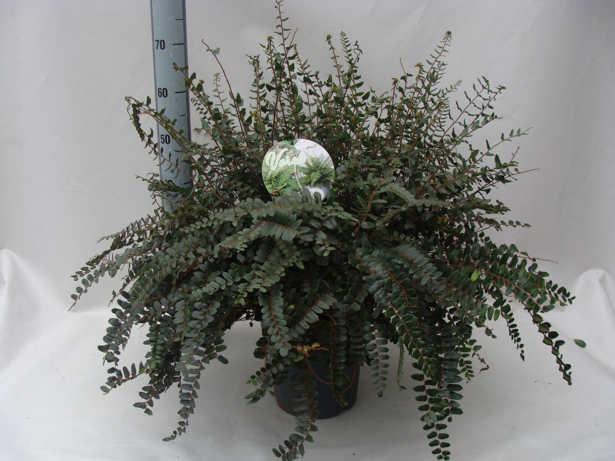 Asplenium Pellaea rutundifolia 17, D 24