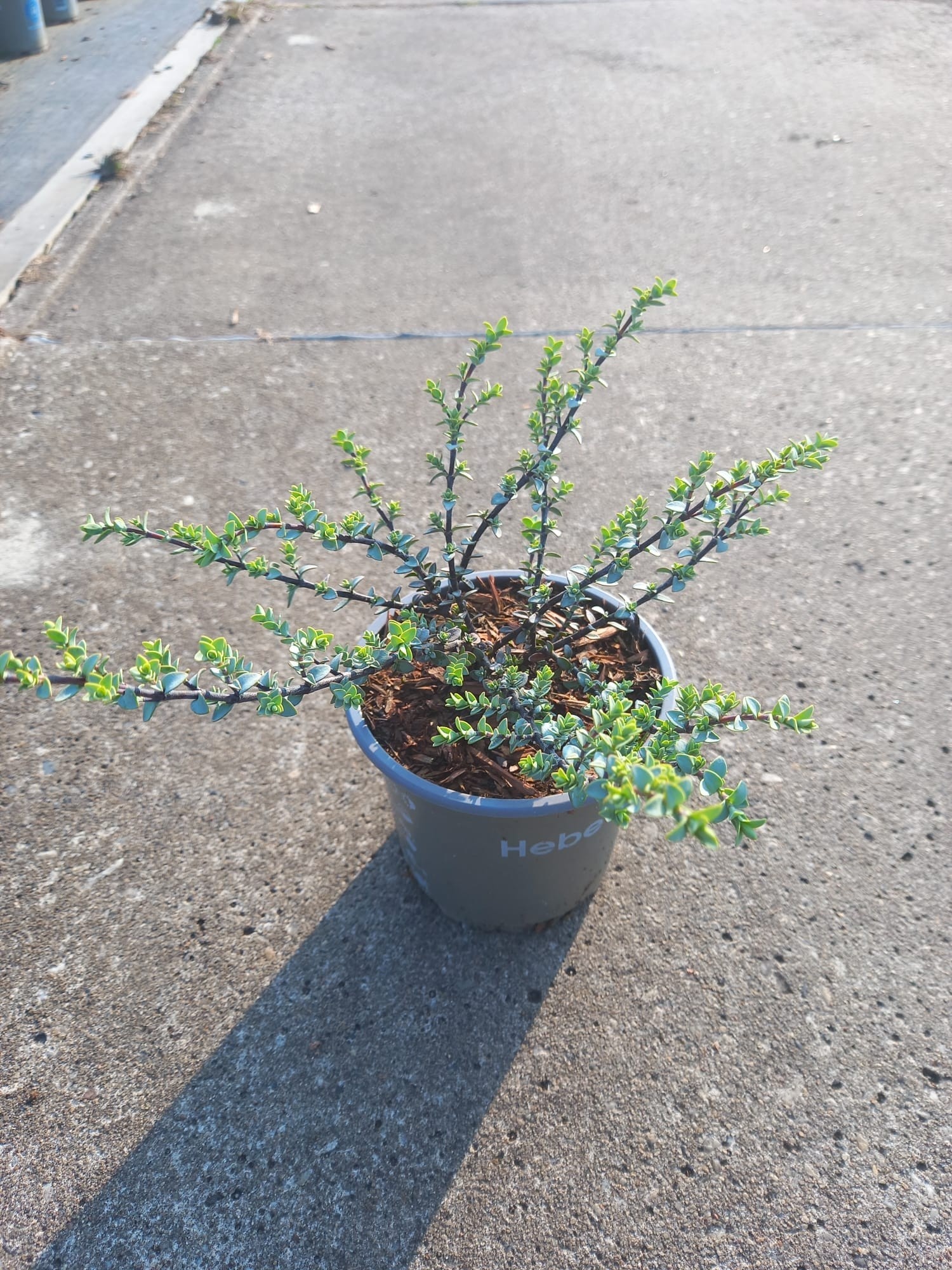 Hebe pinguifolia 'Quicksilver', D 10,5 cm