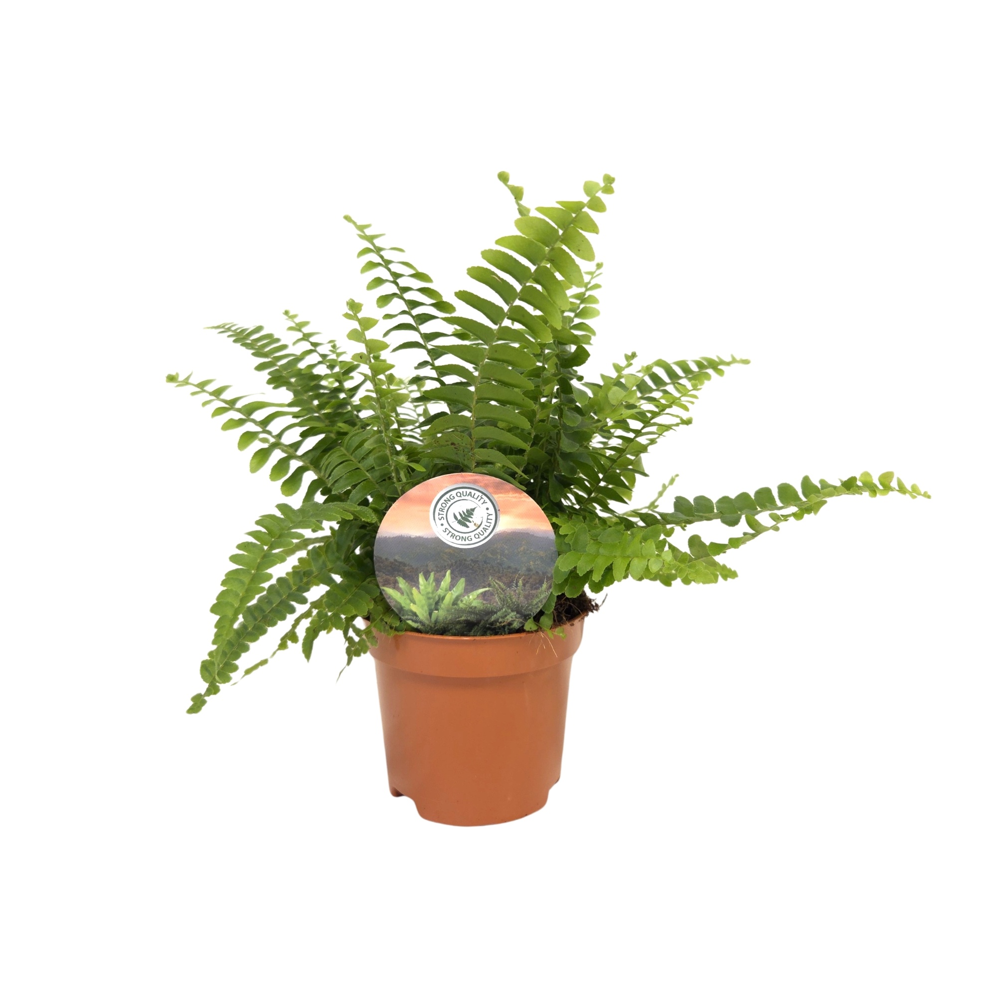 Nephrolepis Green Lady, D 9